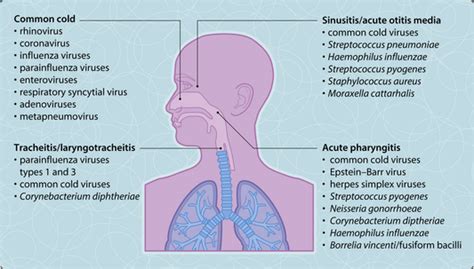 Upper respiratory tract infection (urti) is a term used to describe acute infections of the nose, throat, ears, and sinuses. Upper respiratory tract infections | Musculoskeletal Key