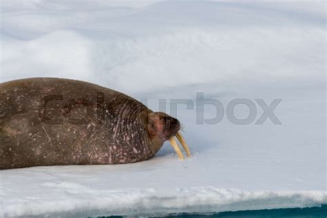Walrus On Ice Stock Image Colourbox