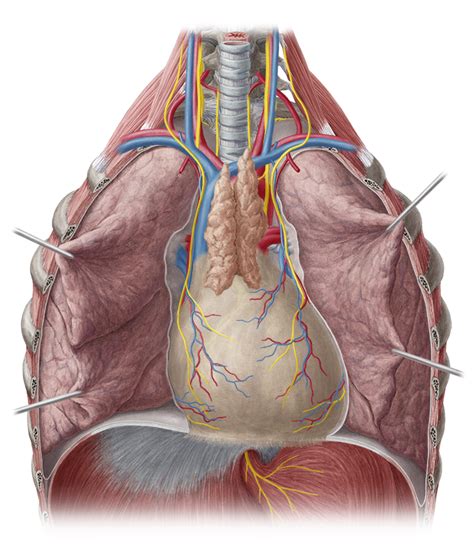 Right and left lungare separated by mediastinum. Lungs - Anatomy Study Guide | Kenhub