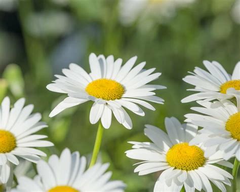 Margerite - Pflanzen, Pflege und Tipps - Mein schöner Garten