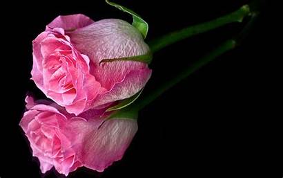 Rose Pink Single Flower Pacheco Barbara Resolution