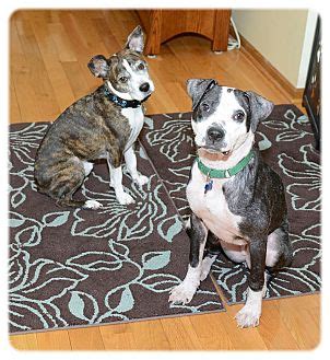 They are very soft,cute, playful and welcoming little pupps. Cleveland, OH - American Bulldog/Pointer Mix. Meet Poppy a ...