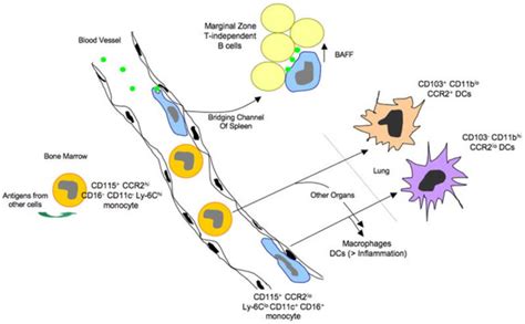 Monocytes Function Causes Of High And Low Monocytes