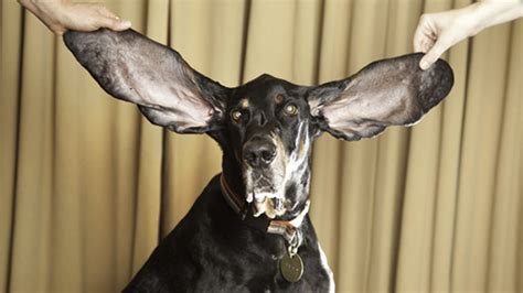 Dog Awarded The Guinness World Record For The Longest Ears