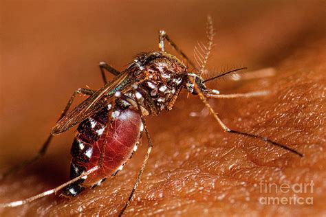 Aedes Albopictus Mosquito Feeding Photograph By Cdcscience Photo
