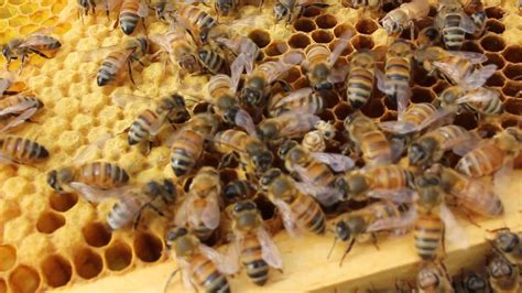 Baby Honey Bee Hatching Youtube