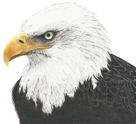 Eagle illustration on Behance