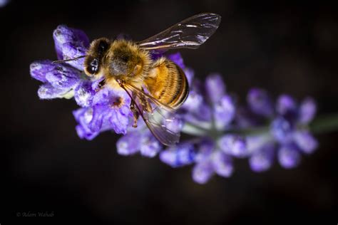 Bee On Lavender Rmacrophotography