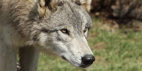 Cpw Secures Source For Colorado Gray Wolf Reintroduction In December
