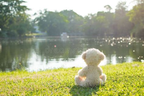 Teddy Bear Alone Stock Image Image Of Childhood Brown 93998011