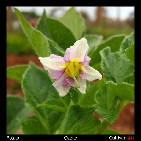 A very nice medium size vine that can produce up to 30 tubers per hill. Potato, Ozette - Cultivariable