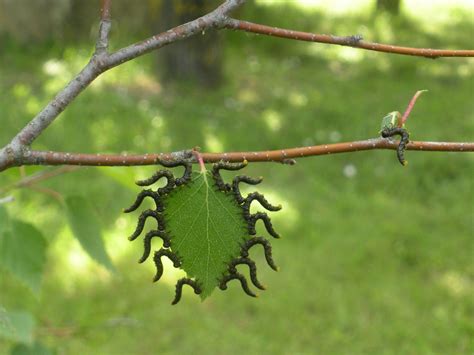 Caterpillar Buffet National Geographic Society