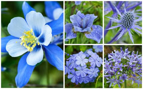 20 Blue Perennials For Your Garden Garden Lovers Club