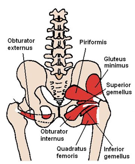 Muscles of the hip can be divided into how many parts. Hip Weakness and Flat Feet