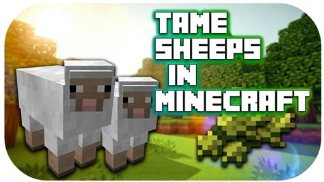 Minecraft How To Tame Sheepscowspigs In Minecraft Youtube