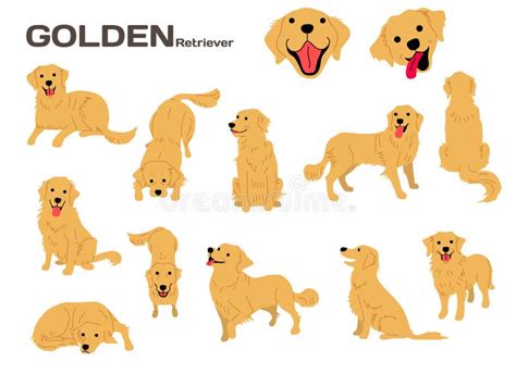 Golden Retriever Stock Illustrations 17043 Golden Retriever Stock