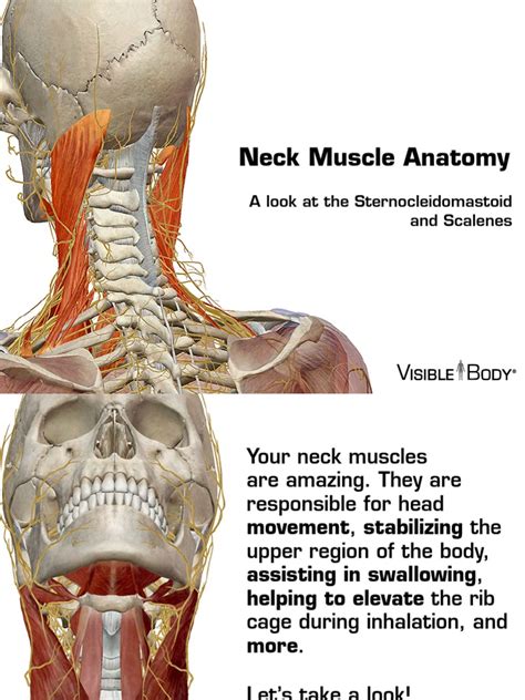 Neck Musculature Anatomy