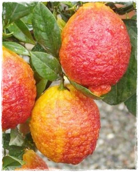 Limone Rosso Vendita Piante Online Venditapiccolifruttiit
