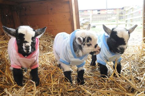 Sweet moments beautiful baby goats drinking milk from mama goat please like the video and comment. Goats in jumpers / sweaters | Baby goats in sweaters, Cute ...