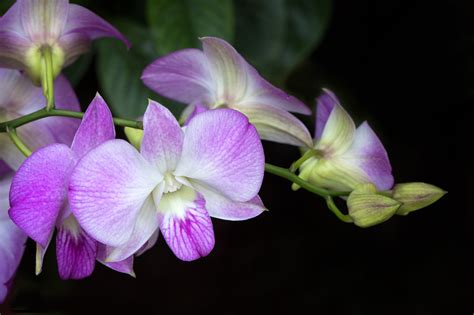 Flower Photography Capturing Stunning Orchid Photos