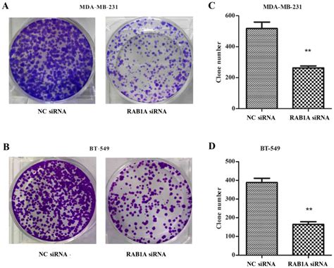 Crystal Violet Cell Proliferation Assay Clonogenic Assay Protocol