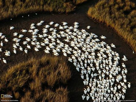Beißen Gedanken: 25 Breathtaking Examples of Animals Migrating