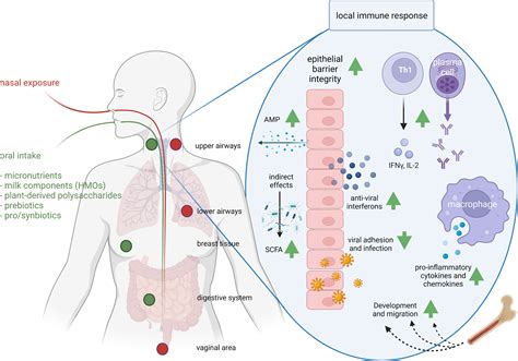 Frontiers Ingestion Immunity And Infection Nutrition And Viral