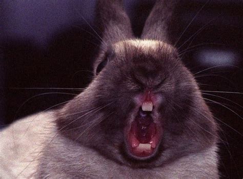 How Many Teeth Do Rabbits Have The Bunny Hub