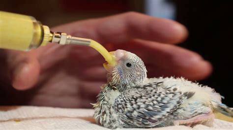 Hand Feeding Parakeet Baby Youtube