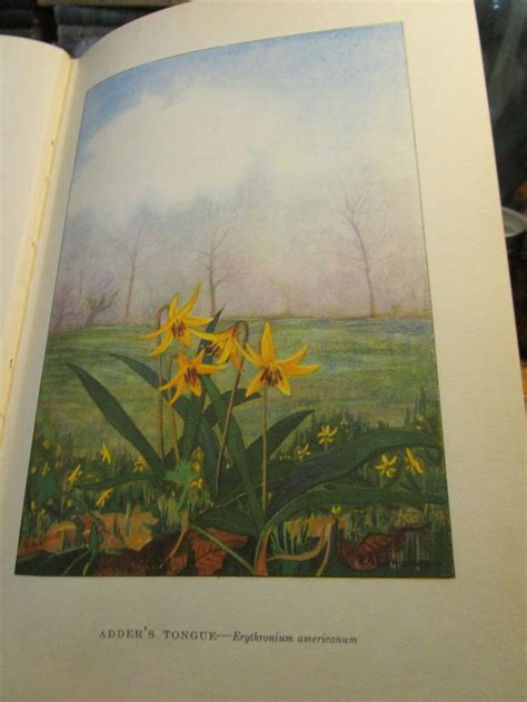 Antique 1926 The Nature Library Wild Flowers By Neltje Etsy