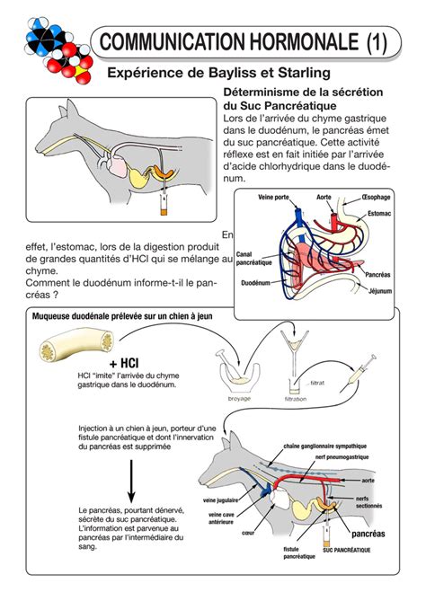 Communication Hormonale 1