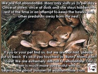 Free shipping on sleek & sassy™ all natural rabbit food & supply. Wild rabbits - WabbitWiki