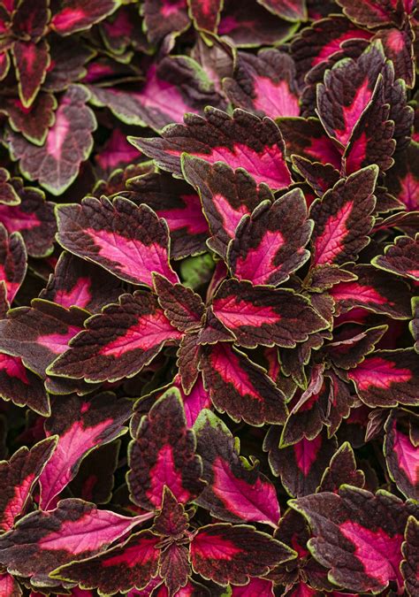 Find full shade annual flower seeds and plants for your home garden. ColorBlaze® Velveteen® - Coleus - Solenostemon ...