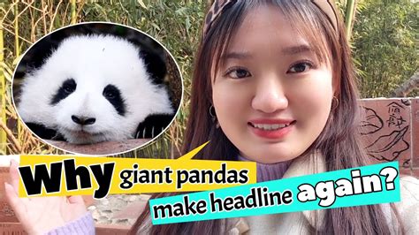 Cool Facts About Pandas Why Giant Pandas Make Headlines Again Youtube