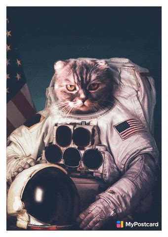 Space Cat Gifs Find Share On Giphy
