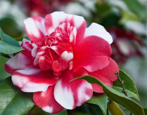 My Enchanting Cottage Garden Captivating Camellias