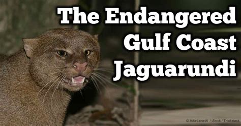 The internet has largely driven the exponential otters are difficult to breed in captivity without proper techniques. The Endangered Jaguarundi May Be Headed Back To Texas