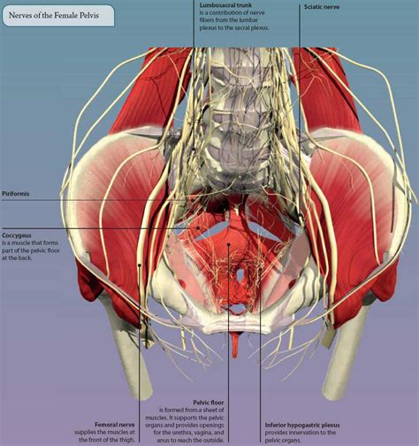 Pelvic Muscles Ct Anatomy