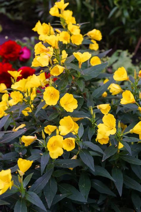 These classifications include full sun, part sun, part shade, and full shade. 15 Full-Sun Perennials for Your Garden - Natalie Linda