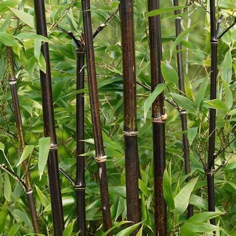 50 Seedspack Rare Black Bamboo Bonsai Seeds Phyllostachys Nigra