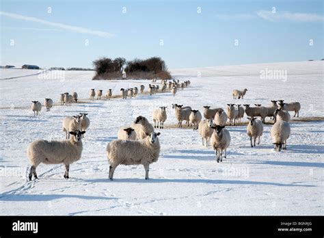 Sheep Grazing In The Snow On A Sheep Farm In Winter Near Newmarket
