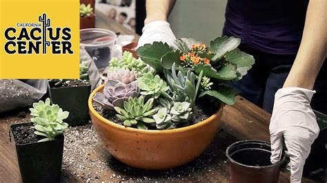 How To Create A Succulent Container Garden And Basic Care At