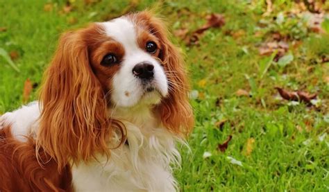 Cavapoo Complete Breed Guide For New Owners All Things