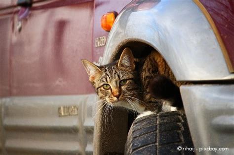 Besonders für freigänger ist es oft eine quälerei, wenn sie plötzlich nur noch in der wohnung leben sollen. katze-freigaenger - Wohnen | HausXXL | Wohnen | HausXXL
