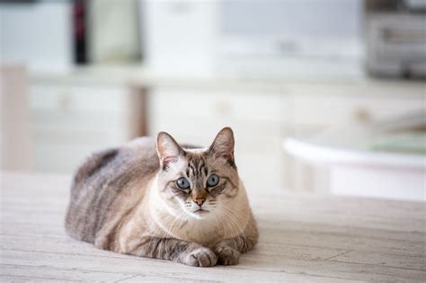 고양이 비만 설명