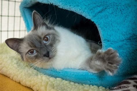 Donate - MEOW Cat Rescue