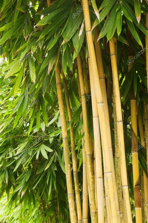 Bamboo Tree Stock Photo By ©szefei 2369545