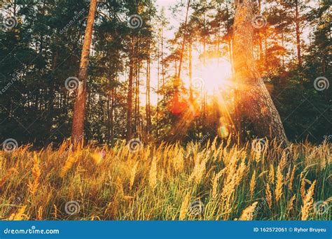 Sunset Sunrise In Pine Forest Landscape Sun Sunshine With Natural