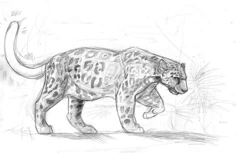 Bright Tailed Jaguar Sketch By Darylalexsy On Deviantart