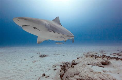 16 Breathtaking Underwater Animal Photos By Jorge Hauser Twistedsifter
